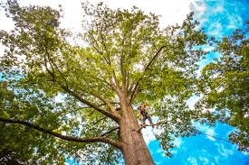 How Our Tree Care Process Works  in  Balm, FL